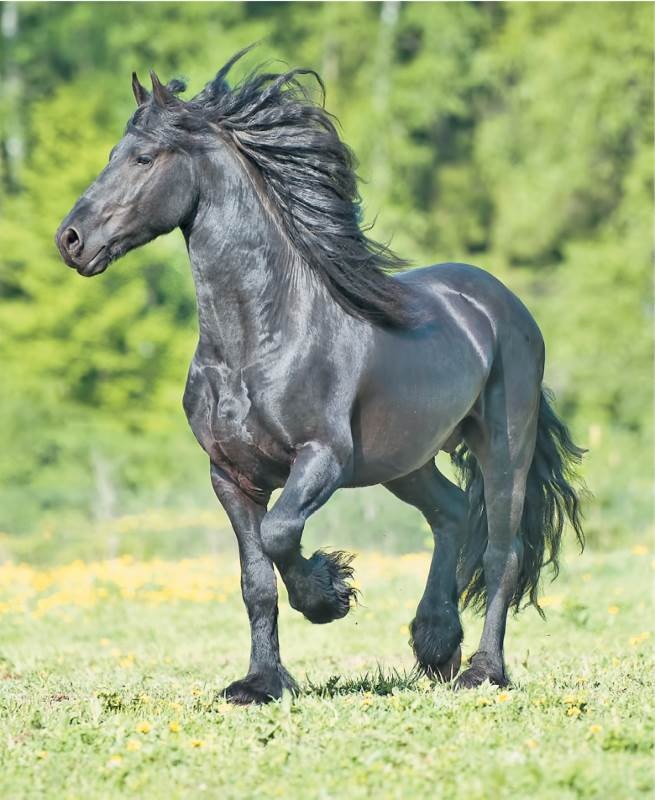 Лошадь. Биография нашего благородного спутника