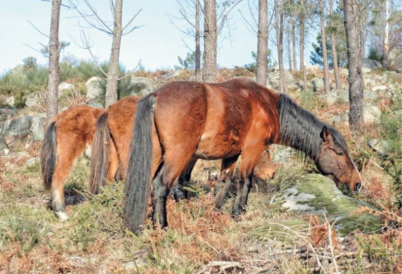 Лошадь. Биография нашего благородного спутника