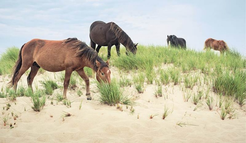 Лошадь. Биография нашего благородного спутника