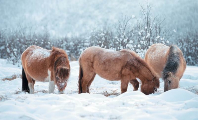 Лошадь. Биография нашего благородного спутника