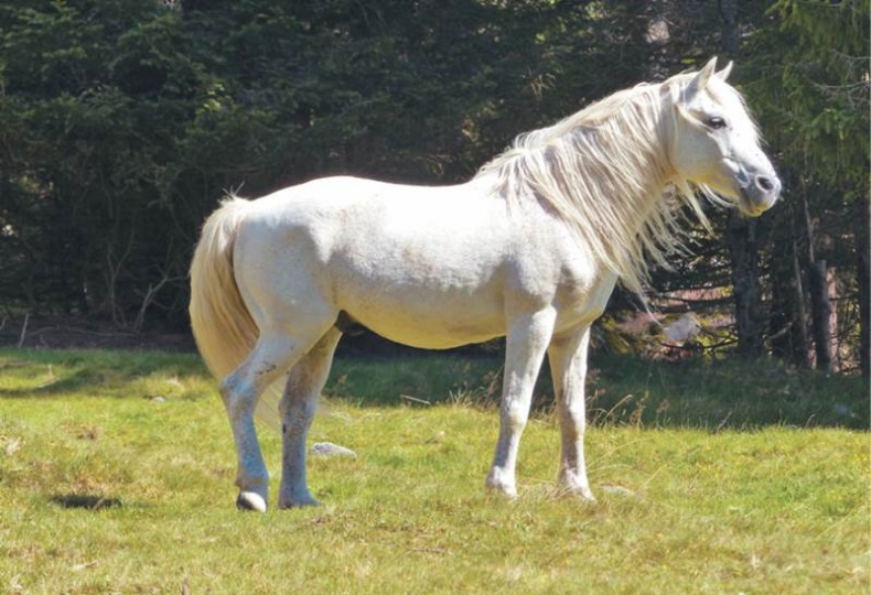 Лошадь. Биография нашего благородного спутника