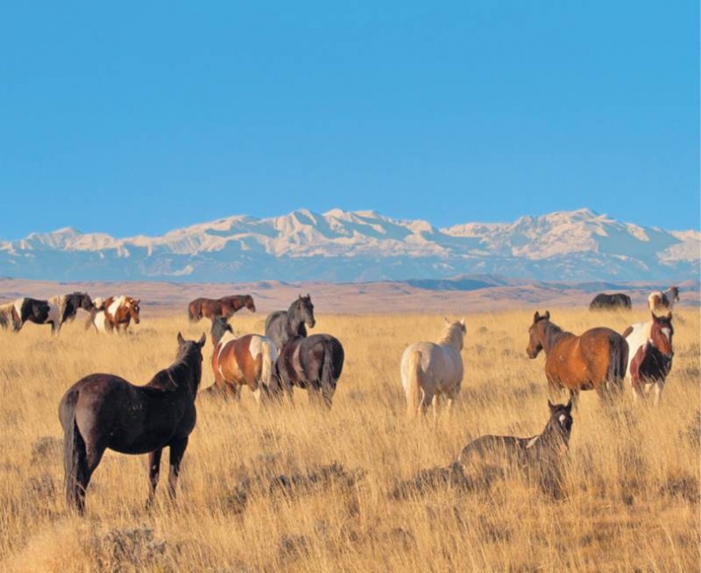 Лошадь. Биография нашего благородного спутника
