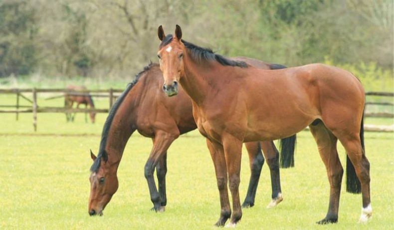 Лошадь. Биография нашего благородного спутника