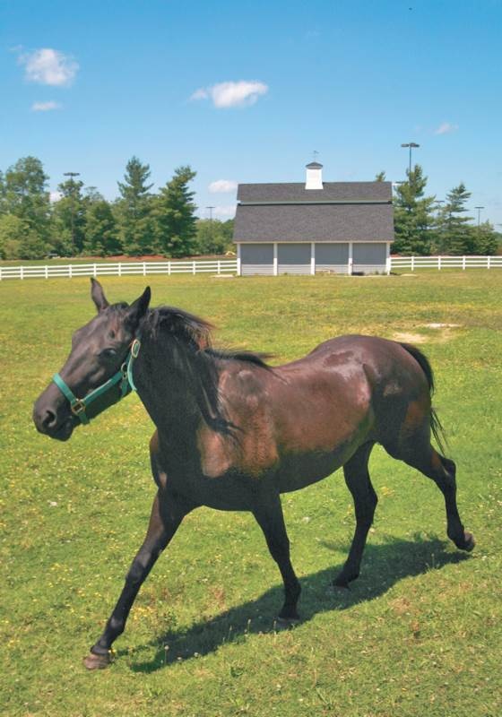 Лошадь. Биография нашего благородного спутника
