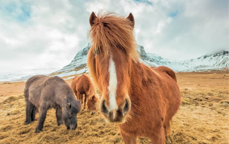 Лошадь. Биография нашего благородного спутника