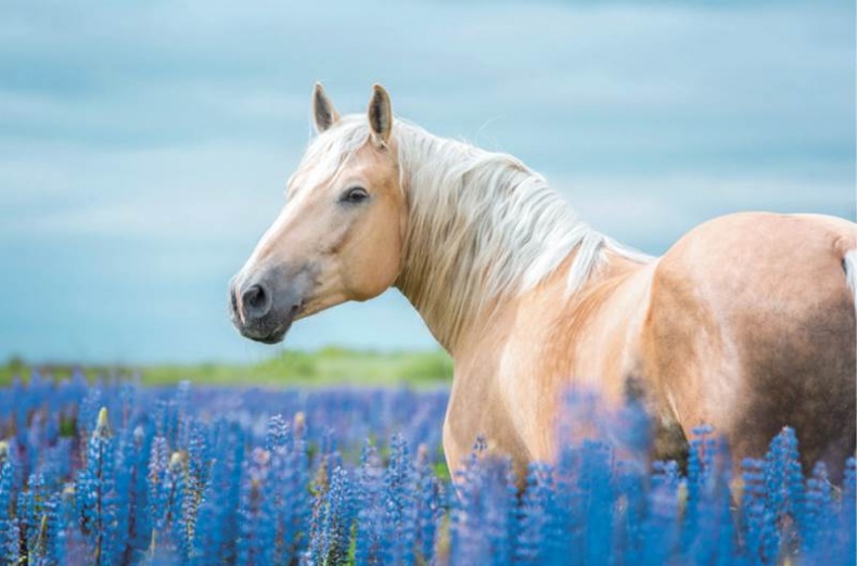 Лошадь. Биография нашего благородного спутника