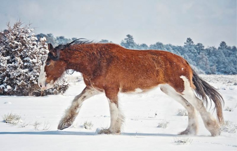 Лошадь. Биография нашего благородного спутника