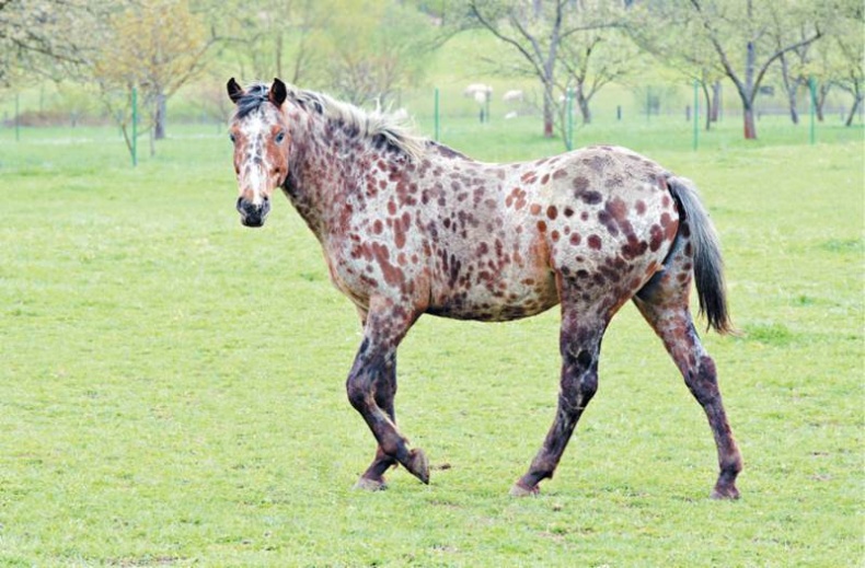 Лошадь. Биография нашего благородного спутника