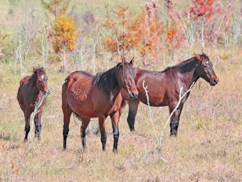 Лошадь. Биография нашего благородного спутника