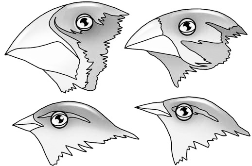 Эволюция на пальцах. Для детей и родителей, которые хотят объяснять детям Эволюция на пальцах. Для детей и родителей, которые хотят объяснять детям