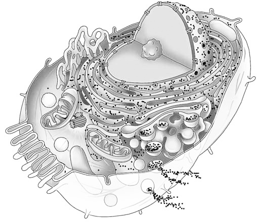 Эволюция на пальцах. Для детей и родителей, которые хотят объяснять детям Эволюция на пальцах. Для детей и родителей, которые хотят объяснять детям