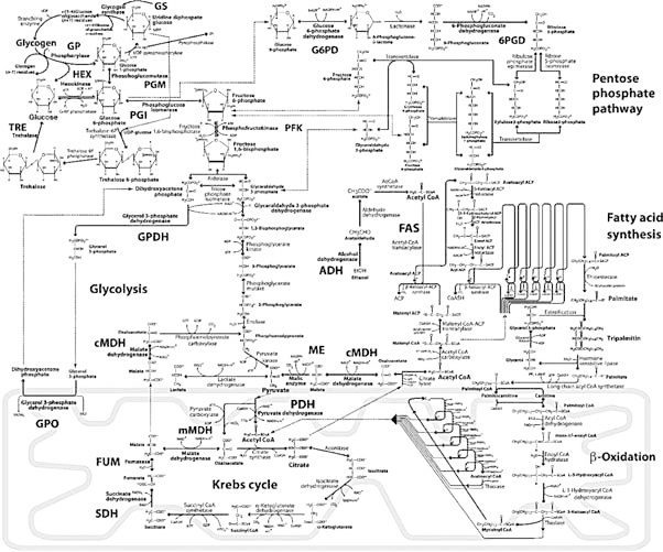 Эволюция на пальцах. Для детей и родителей, которые хотят объяснять детям Эволюция на пальцах. Для детей и родителей, которые хотят объяснять детям