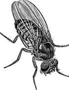 ДНК. История генетической революции ДНК. История генетической революции