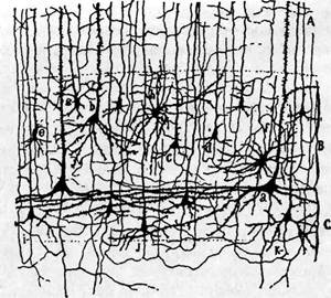 Когнитивная психология