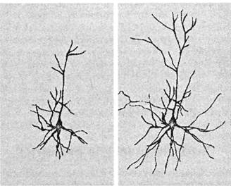 Когнитивная психология
