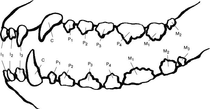 Cобака. Полное руководство по дрессировке и уходу Cобака. Полное руководство по дрессировке и уходу