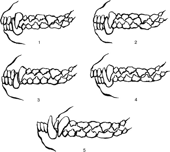 Cобака. Полное руководство по дрессировке и уходу Cобака. Полное руководство по дрессировке и уходу