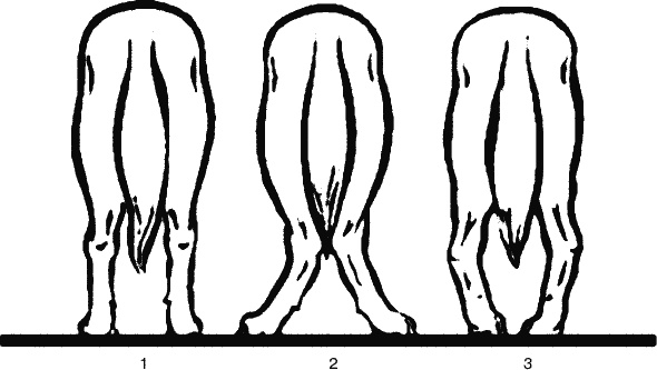Cобака. Полное руководство по дрессировке и уходу Cобака. Полное руководство по дрессировке и уходу