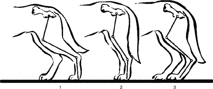 Cобака. Полное руководство по дрессировке и уходу Cобака. Полное руководство по дрессировке и уходу