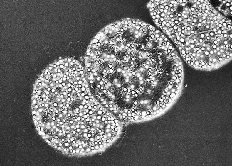 Мифы о микробах и вирусах. Как живет наш внутренний мир Мифы о микробах и вирусах. Как живет наш внутренний мир