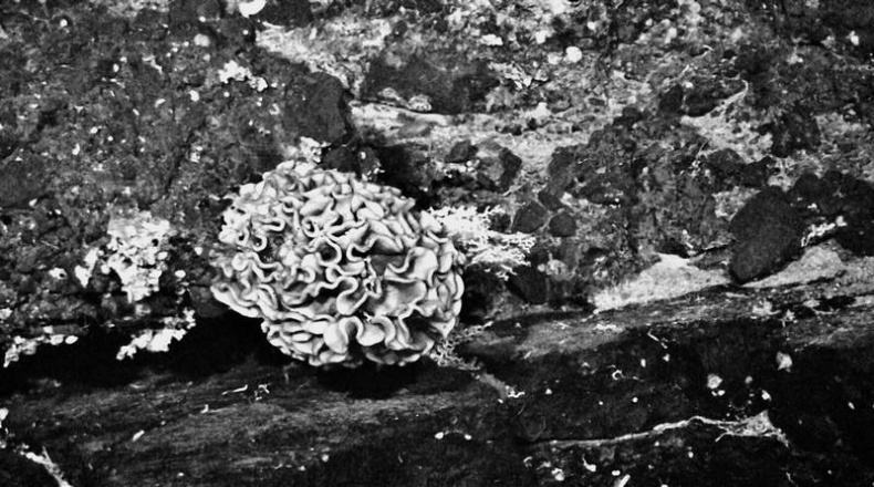 Мифы о микробах и вирусах. Как живет наш внутренний мир Мифы о микробах и вирусах. Как живет наш внутренний мир