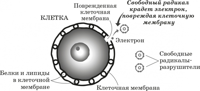 Как обмануть возраст Как обмануть возраст