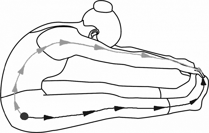 Система Осьмионика. Самомоделирование осанки. Коррекция верхней половины тела Система Осьмионика. Самомоделирование осанки. Коррекция верхней половины тела