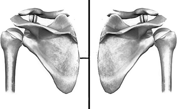 Система Осьмионика. Самомоделирование осанки. Коррекция верхней половины тела Система Осьмионика. Самомоделирование осанки. Коррекция верхней половины тела