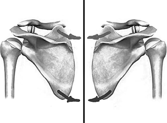 Система Осьмионика. Самомоделирование осанки. Коррекция верхней половины тела Система Осьмионика. Самомоделирование осанки. Коррекция верхней половины тела
