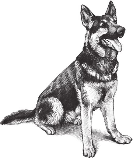 Алый. С вопросами и ответами для почемучек Алый. С вопросами и ответами для почемучек