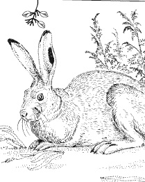 Лесная сказка. С вопросами и ответами для почемучек