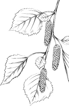 Рассказы о родной природе