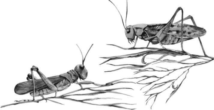 Рассказы о родной природе