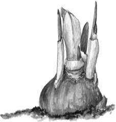 Рассказы о родной природе