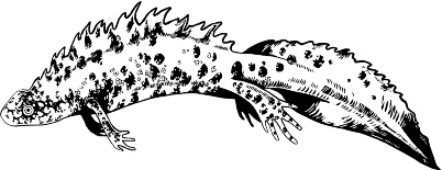 Рассказы о родной природе