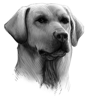 Верные. Книга 2. Тайна трёх колец Верные. Книга 2. Тайна трёх колец