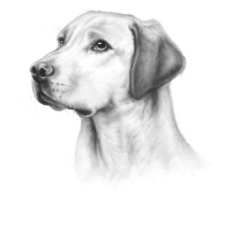 Верные. Книга 2. Тайна трёх колец Верные. Книга 2. Тайна трёх колец