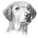 Верные. Книга 3. Дорога чудес и невзгод Верные. Книга 3. Дорога чудес и невзгод