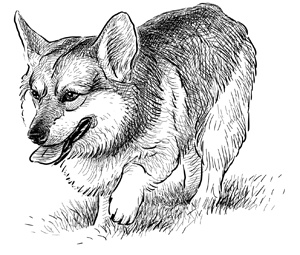 Коты, вернувшие мне улыбку. История о счастье, книгах и всеобщих любимцах Бейкере и Тейлоре