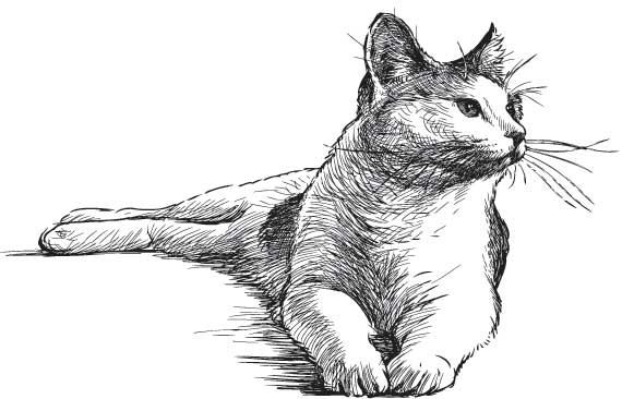 Рыжий бродяга Тоби. Кот, подаривший утешение в самые трудные дни