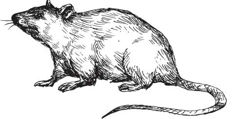 Рыжий бродяга Тоби. Кот, подаривший утешение в самые трудные дни