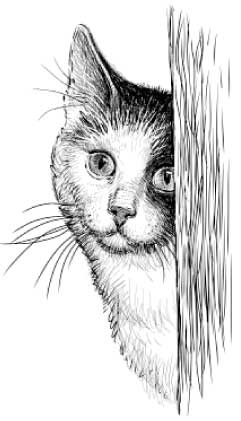 Рыжий бродяга Тоби. Кот, подаривший утешение в самые трудные дни Рыжий бродяга Тоби. Кот, подаривший утешение в самые трудные дни