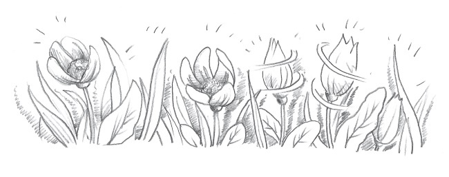 Лисичка Тыковка, или Лунный камень Лисичка Тыковка, или Лунный камень