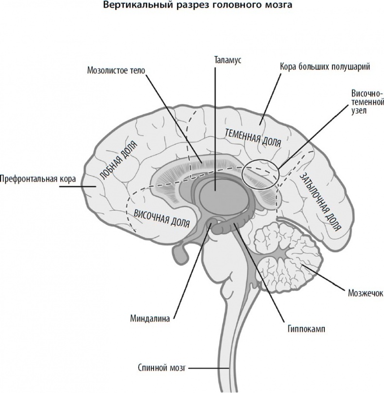 Гендерный мозг. Современная нейробиология развенчивает миф о женском мозге Гендерный мозг. Современная нейробиология развенчивает миф о женском мозге