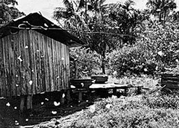 Инсектопедия Инсектопедия