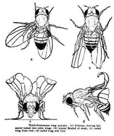 Инсектопедия Инсектопедия