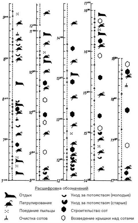 Инсектопедия
