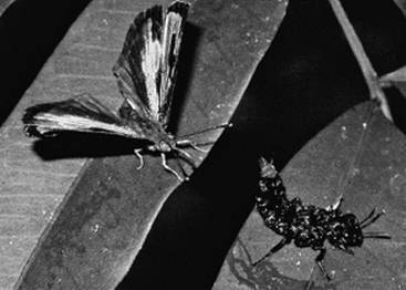 Инсектопедия Инсектопедия