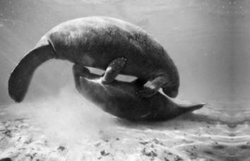 Инсектопедия Инсектопедия