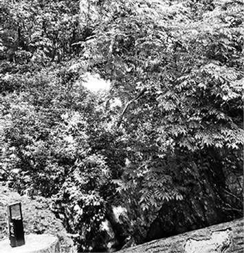 Инсектопедия Инсектопедия